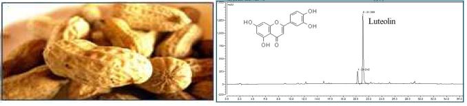 루테올린 함유 땅콩 겉껍질과 HPLC 분석