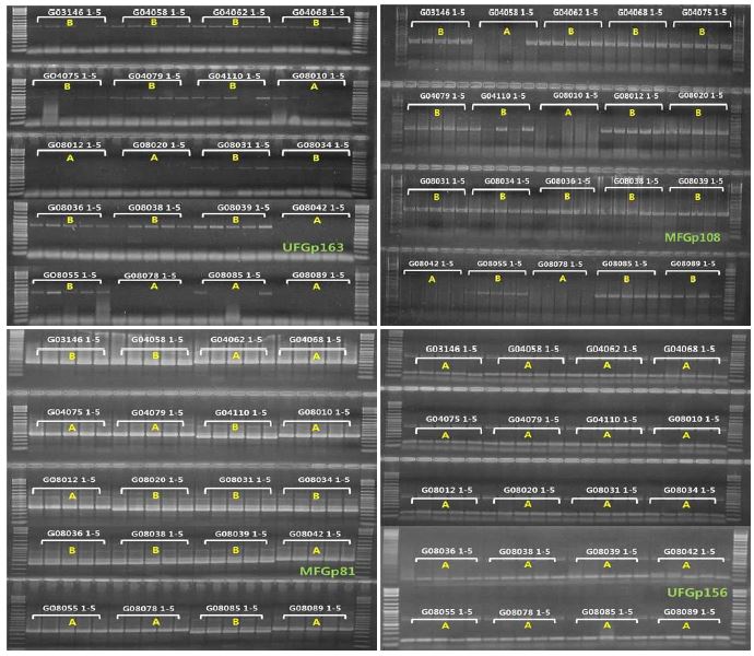 KGp163, KGp108, KGp81, KGp156 프라이머를 이용한 인삼 우량 유망 20계통의 유전양상