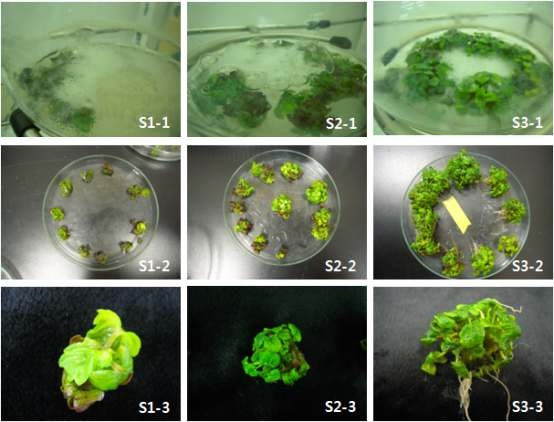 Bioreactor 배양 시 sucrose 농도에 따른 기내 유식물체 생육.