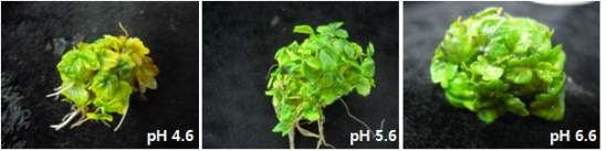 Bioreactor 배양 시 배지 pH에 따른 기내 유식물체 생육