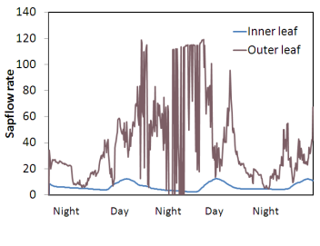 배추 구내엽과 외부엽간의 sapflow의 변화