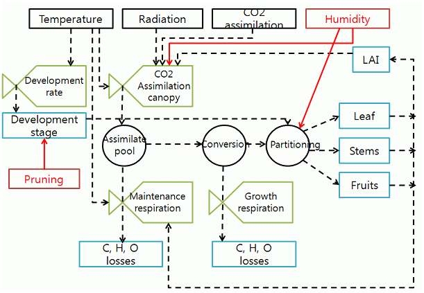 Schematic diagram of tomato growth model.