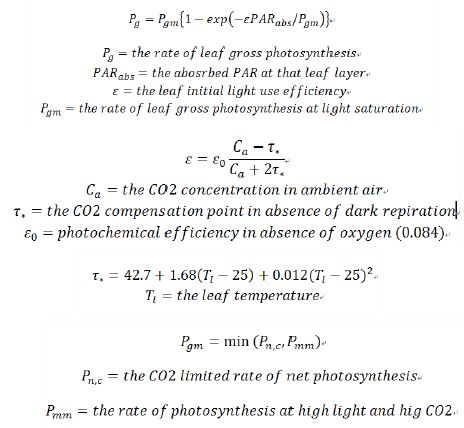 Formula of photosynthetic assimilation in leaflet