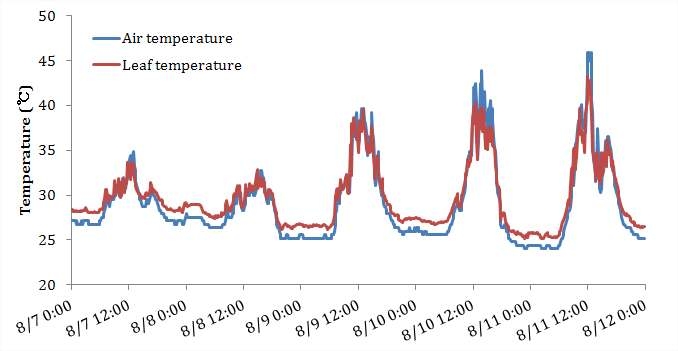 Change of air and leaf temperature during August in tomato greenhouse (Busan)