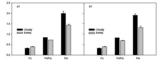 Effect of weather (cloudy day; 30. June 2009 and sunny day; 5. July 2009) and cultivar (a; Momotaro and b; Rapio) on fluorescence parameters of tomato leaves; the minimal fluorescence (Fo), the maximal fluorescence (Fm), and the ratio of maximal variable fluorescence to maximal fluorescence (Fv/Fm). The bars represent the standard errors.