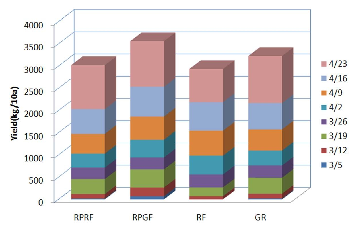 Effect of reflective plate and mulching film on the yield of tomato (RPRF: Reflective Plate and Film, RPGF: Reflective Plate and Green mulching Film, RF: Reflective mulching Film. GF: Green mulching Film).