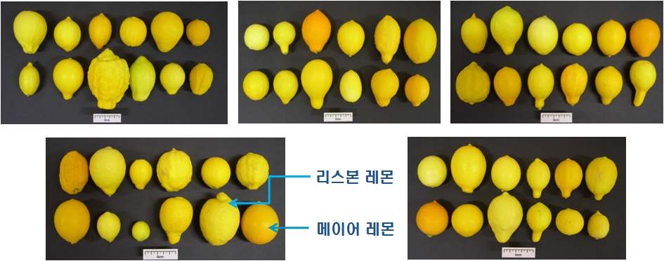 레몬 교잡개체의 다양한 과실모양