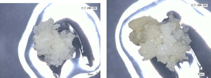 배주배양으로 생성된 캘러스(좌; 하례조생, 우; 신예감)