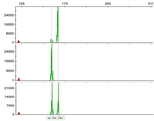 체세포 잡종체 Genotyping 결과(상; 길전 N.O, 중; 장실금감, 하; 이종간 융합체)