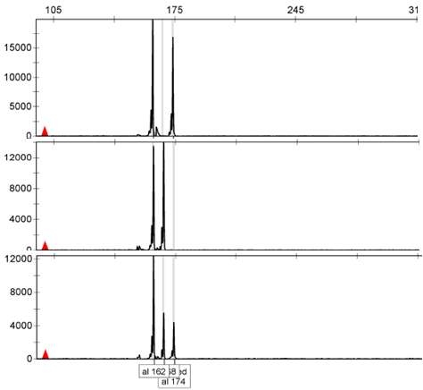 체세포 잡종체 Genotyping 결과(상; 길전 N.O, 중; Changsha, 하; 이종간 융합체)