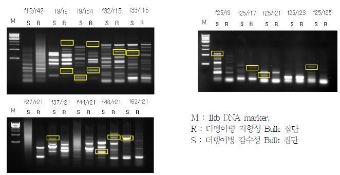 더뎅이병 저항성 및 감수성 특이밴드