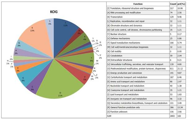 하례조생 감귤 EST의 KOG analysis