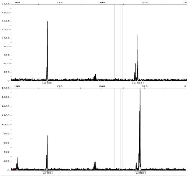 HR026 SSR Primer에 의한 하례조생과 궁천조생 Genotyping 결과