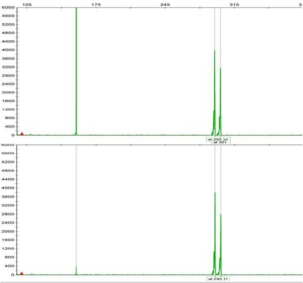 HR151 SSR Primer에 의한 하례조생과 궁천조생 Genotyping 결과