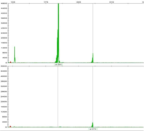 HR182 SSR Primer에 의한 하례조생과 궁천조생 Genotyping 결과