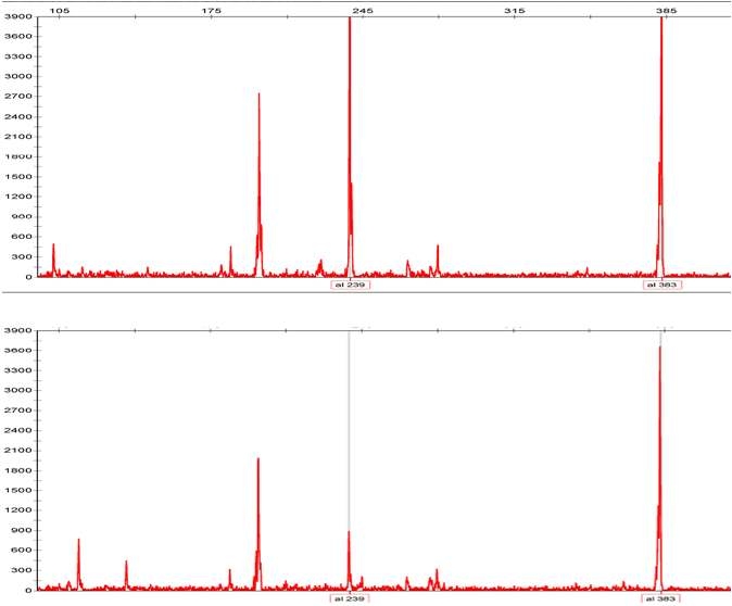 HR286 SSR Primer에 의한 하례조생과 궁천조생 Genotyping 결과