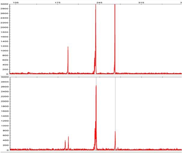 HR302 SSR Primer에 의한 하례조생과 궁천조생 Genotyping 결과