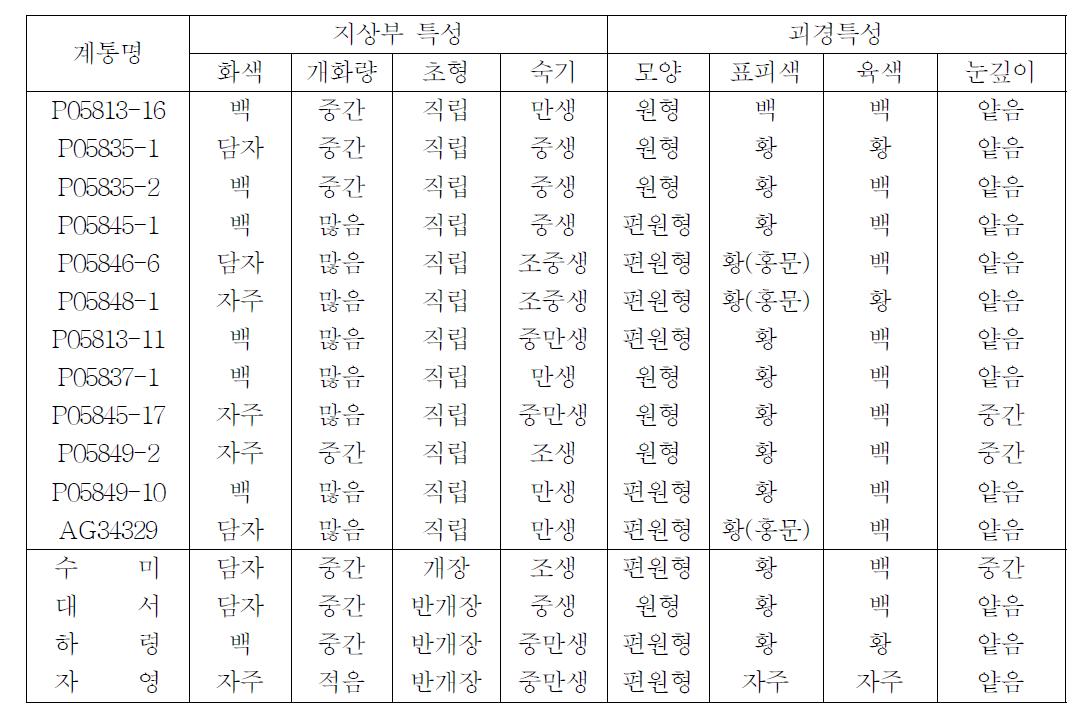 지상부 및 괴경 특성