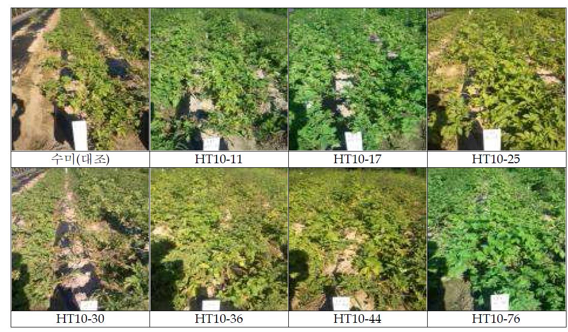 내서성 시험 계통들의 최 혹서기(파종후 70일경) 지상부 생육형태.