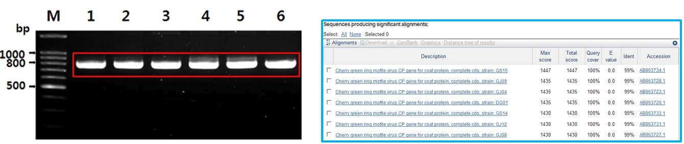 양앵두 바이러스(CGRMV) 유전자 검정 및 동정