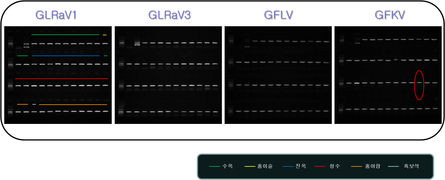 RT-PCR 단독 진단에 의한 포도 바이러스 무병묘 확인