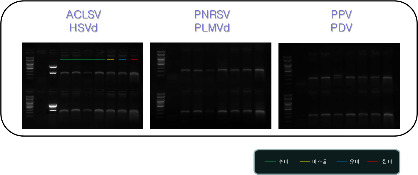 RT-PCR 단독 진단에 의한 복숭아 바이러스 무병묘 확보