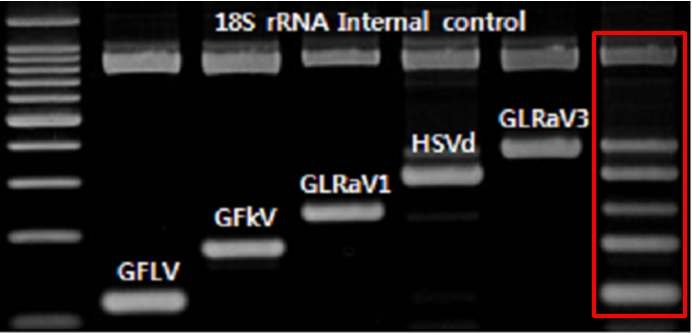 포도 바이러스, 바이로이드 유전자 단일 및 복합진단(Mutiplex RT-PCR)