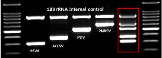 복숭아 바이러스, 바이로이드 유전자 단일 및 복합진단(Mutiplex RT-PCR)