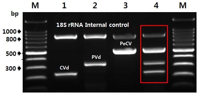 단감 바이러스, 바이로이드 유전자 단일 및 복합진단(Mutiplex RT-PCR)