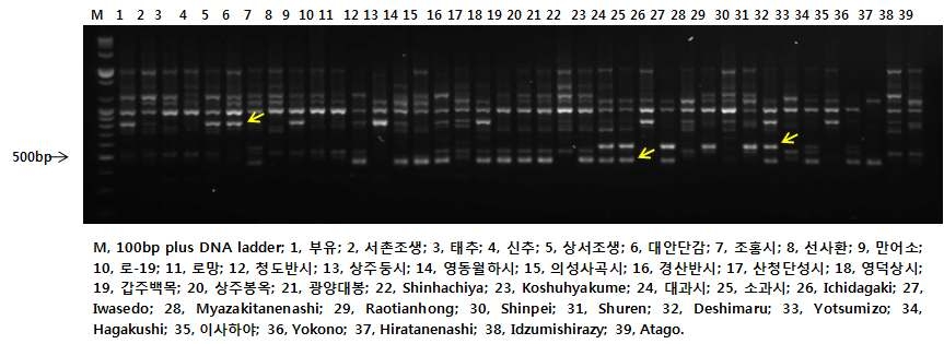 OPK-10 primer를 이용한 감 RAPD 분석