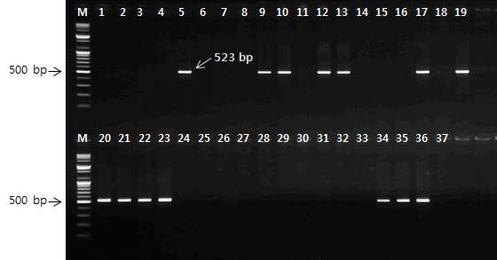 감 품종 판별용 PSF13_523 SCAR마커