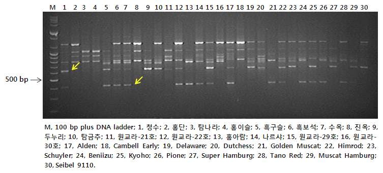 Operon G08 primer를 이용한 포도 RAPD 분석