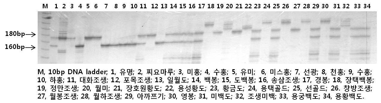 MA035a SSR primer를 이용한 복숭아 품종 분석