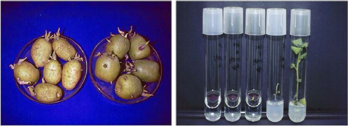 감자 생장점 배양