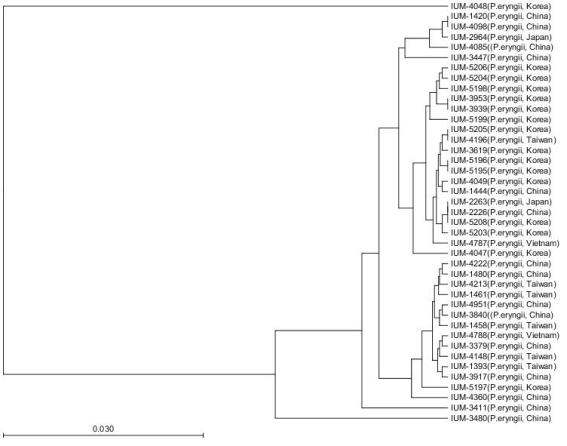 The phylogenetic tree in 41 strains of P leurotus eryngii based on the nucleotide sequence of the internal transcribed spacer (ITS) region using UPGMA method with 1,000 bootstrapping trails