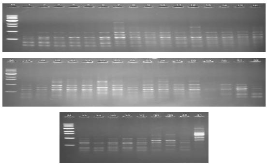 Random amplification of polymorphic DNA profiles 41 P leurotus eryngii strains with OPA-01 primer. M, molecular size maker (1kb DNA ladder);1, IUM1393; 2, IUM1420; 3, IUM1444; 4, IUM1458; 5, IUM1461; 6, IUM1480; 7, IUM2226; 8, IUM2263; 9, IUM2964; 10, IUM3379; 11, IUM3411; 12, IUM3447; 13, IUM3480; 14, IUM3619; 15, IUM3840; 16, IUM3917; 17, IUM3939; 18, IUM3953; 19, IUM4049; 20, IUM4085; 21, IUM4098; 22, IUM4148; 23, IUM4196; 24, IUM4213; 25, IUM4222; 26, IUM4360; 27, IUM4951; 28, IUM4047; 29, 4048; 30, IUM4787; 31, IUM4788; 32, IUM5195; 33, IUM5196; 34, IUM5203; 35, IUM5204; 36, IUM5205; 37, IUM5206; 38, IUM5197; 39, IUM5198; 40, IUM5199; 41, IUM5208