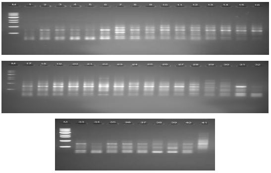 Random amplification of polymorphic DNA profiles 41 P leurotus eryngii strains with OPA-03 primer. M, molecular size maker (1kb DNA ladder);1, IUM1393; 2, IUM1420; 3, IUM1444; 4, IUM1458; 5, IUM1461; 6, IUM1480; 7, IUM2226; 8, IUM2263; 9, IUM2964; 10, IUM3379; 11, IUM3411; 12, IUM3447; 13, IUM3480; 14, IUM3619; 15, IUM3840; 16, IUM3917; 17, IUM3939; 18, IUM3953; 19, IUM4049; 20, IUM4085; 21, IUM4098; 22, IUM4148; 23, IUM4196; 24, IUM4213; 25, IUM4222; 26, IUM4360; 27, IUM4951; 28, IUM4047; 29, 4048; 30, IUM4787; 31, IUM4788; 32, IUM5195; 33, IUM5196; 34, IUM5203; 35, IUM5204; 36, IUM5205; 37, IUM5206; 38, IUM5197; 39, IUM5198; 40, IUM5199; 41, IUM5208
