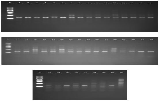 Random amplification of polymorphic DNA profiles 41 P leurotus eryngii strains with OPA-05 primer. M, molecular size maker (1kb DNA ladder);1, IUM1393; 2, IUM1420; 3, IUM1444; 4, IUM1458; 5, IUM1461; 6, IUM1480; 7, IUM2226; 8, IUM2263; 9, IUM2964; 10, IUM3379; 11, IUM3411; 12, IUM3447; 13, IUM3480; 14, IUM3619; 15, IUM3840; 16, IUM3917; 17, IUM3939; 18, IUM3953; 19, IUM4049; 20, IUM4085; 21, IUM4098; 22, IUM4148; 23, IUM4196; 24, IUM4213; 25, IUM4222; 26, IUM4360; 27, IUM4951; 28, IUM4047; 29, 4048; 30, IUM4787; 31, IUM4788; 32, IUM5195; 33, IUM5196; 34, IUM5203; 35, IUM5204; 36, IUM5205; 37, IUM5206; 38, IUM5197; 39, IUM5198; 40, IUM5199; 41, IUM5208