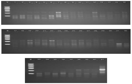 Random amplification of polymorphic DNA profiles 41 P leurotus eryngii strains with OPA-07 primer. M, molecular size maker (1kb DNA ladder);1, IUM1393; 2, IUM1420; 3, IUM1444; 4, IUM1458; 5, IUM1461; 6, IUM1480; 7, IUM2226; 8, IUM2263; 9, IUM2964; 10, IUM3379; 11, IUM3411; 12, IUM3447; 13, IUM3480; 14, IUM3619; 15, IUM3840; 16, IUM3917; 17, IUM3939; 18, IUM3953; 19, IUM4049; 20, IUM4085; 21, IUM4098; 22, IUM4148; 23, IUM4196; 24, IUM4213; 25, IUM4222; 26, IUM4360; 27, IUM4951; 28, IUM4047; 29, 4048; 30, IUM4787; 31, IUM4788; 32, IUM5195; 33, IUM5196; 34, IUM5203; 35, IUM5204; 36, IUM5205; 37, IUM5206; 38, IUM5197; 39, IUM5198; 40, IUM5199; 41, IUM5208