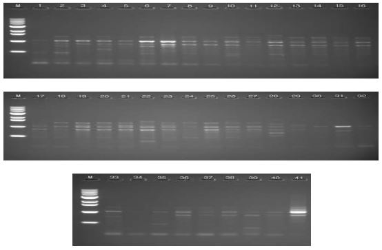 Random amplification of polymorphic DNA profiles 41 P leurotus eryngii strains with OPA-08 primer. M, molecular size maker (1kb DNA ladder);1, IUM1393; 2, IUM1420; 3, IUM1444; 4, IUM1458; 5, IUM1461; 6, IUM1480; 7, IUM2226; 8, IUM2263; 9, IUM2964; 10, IUM3379; 11, IUM3411; 12, IUM3447; 13, IUM3480; 14, IUM3619; 15, IUM3840; 16, IUM3917; 17, IUM3939; 18, IUM3953; 19, IUM4049; 20, IUM4085; 21, IUM4098; 22, IUM4148; 23, IUM4196; 24, IUM4213; 25, IUM4222; 26, IUM4360; 27, IUM4951; 28, IUM4047; 29, 4048; 30, IUM4787; 31, IUM4788; 32, IUM5195; 33, IUM5196; 34, IUM5203; 35, IUM5204; 36, IUM5205; 37, IUM5206; 38, IUM5197; 39, IUM5198; 40, IUM5199; 41, IUM5208