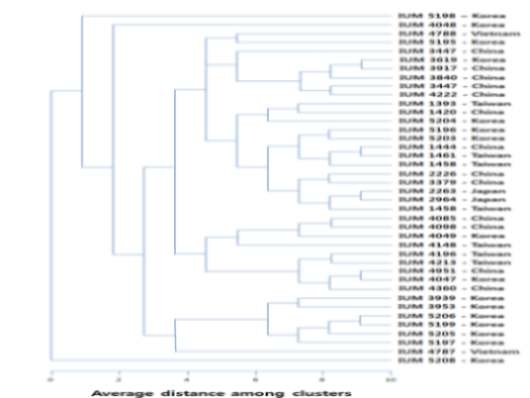 Dendrogram constructed based on RAPD markers of P . eryngii strains determined by average linkage cluster using OPA primers.