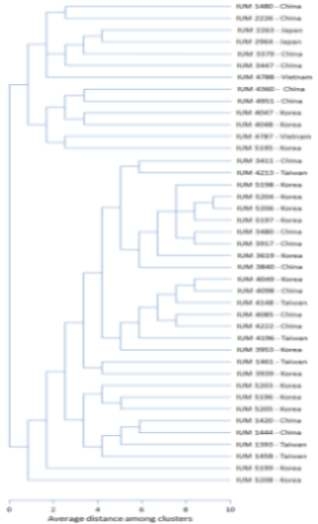 Dendrogram constructed based on RAPD markers of P . eryngii strains determined by average linkage cluster using URP primers.