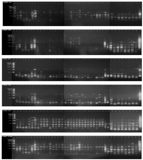 RAPD profiles in 41 P leurotus eryngii strains with URP primers. M, molecular size maker (1kb DNA ladder);1, IUM1393; 2, IUM1420; 3, IUM1444; 4, IUM1458; 5, IUM1461; 6,IUM1480; 7, IUM2226; 8, IUM2263; 9, IUM2964; 10, IUM3379; 11, IUM3411; 12, IUM3447; 13, IUM3480; 14, IUM3619; 15, IUM3840; 16, IUM3917; 17, IUM3939; 18, IUM3953; 19, IUM4049;20, IUM4085; 21, IUM4098; 22, IUM4148; 23, IUM4196; 24, IUM4213; 25, IUM4222; 26, IUM4360; 27, IUM4951; 28, IUM4047; 29, 4048; 30, IUM4787; 31, IUM4788; 32, IUM5195; 33, IUM5196;34, IUM5203; 35, IUM5204; 36, IUM5205; 37, IUM5206; 38, IUM5197; 39, IUM5198; 40, IUM5199; 41, IUM5208. S 01-17, Specific bands.