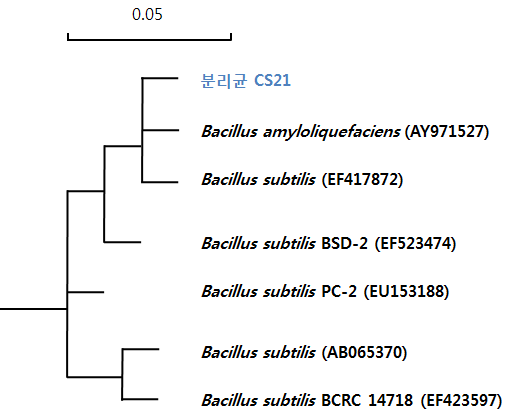 16S rRNA 염기서열에 근거한 분리균 CS21의 계통도