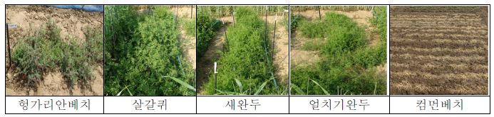 월년생 콩과식물 우수 유전자원의 봄철 생육 모습 (5월 10일)