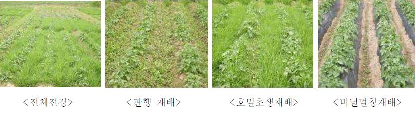 그림 3-11. 피복방법에 따른 감자생육초기 토양피복 특성(감자 파종 후 35일)