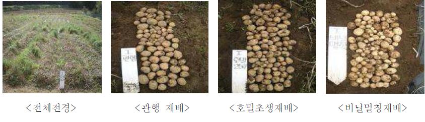 그림 3-12 피복방법에 따른 감자 수확기 생육 및 수량 특성