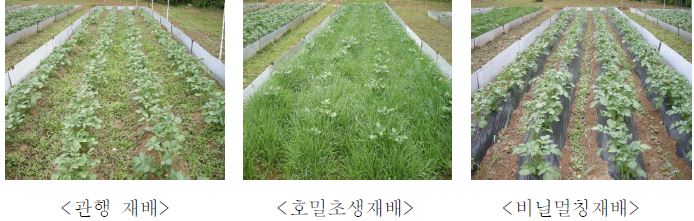 그림 3-13. 피복방법에 따른 감자생육초기 토양피복 특성(감자 파종 후 30일)