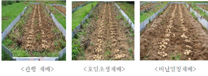 그림 3-14. 피복방법에 따른 감자생육 및 수량특성