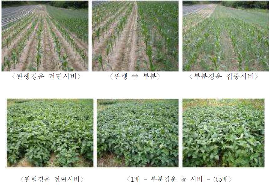 그림 4-10. 경운방법에 따른 작물 생육 초기 및 수확기 생육 특성